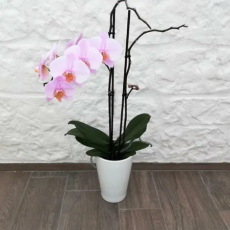 Dimora Quattro Fontane Nyaraló